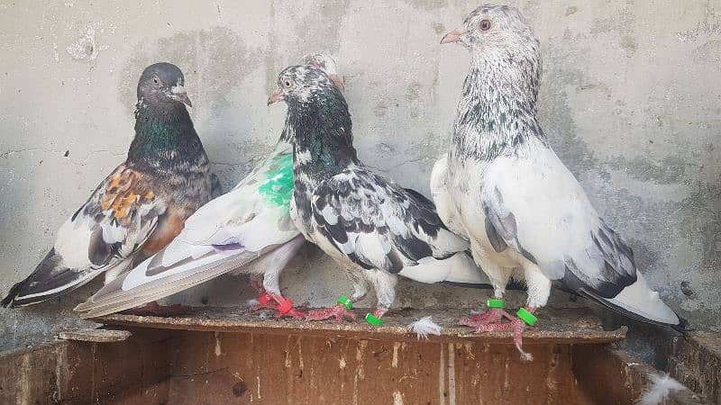 Goldan Rampuri Missay pigeons for sale. 8