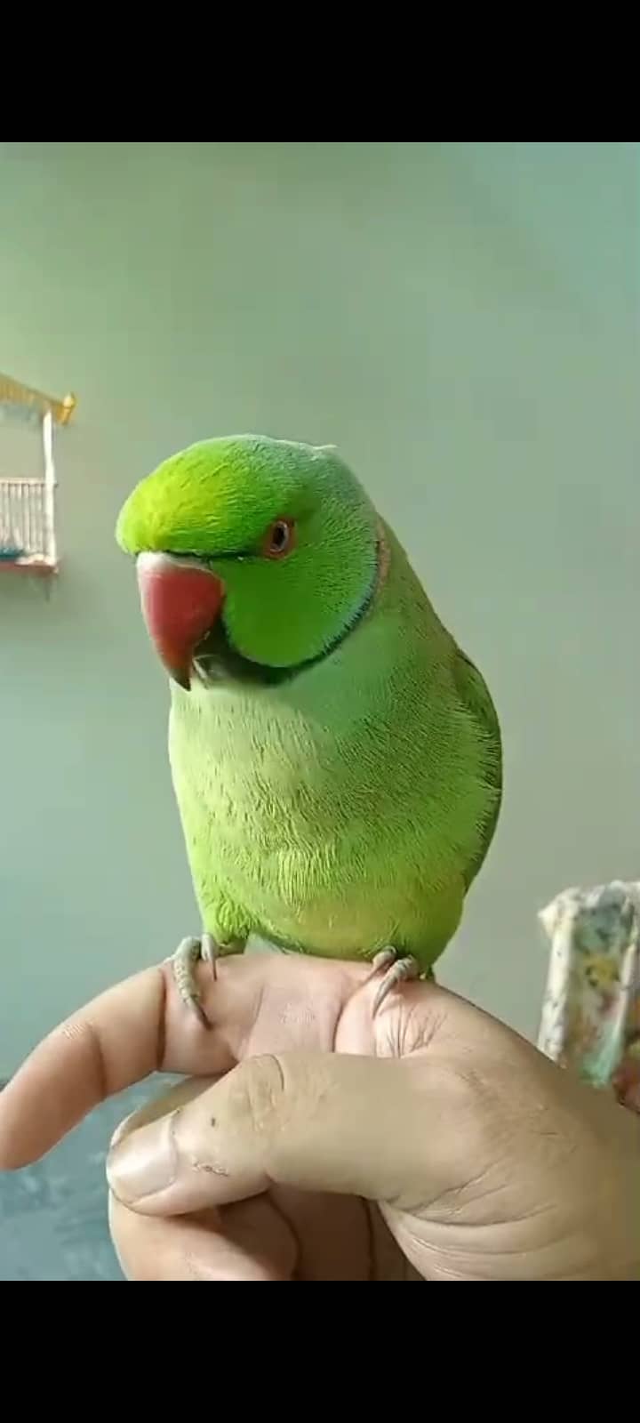 Very friendly hand tamed parrot 1