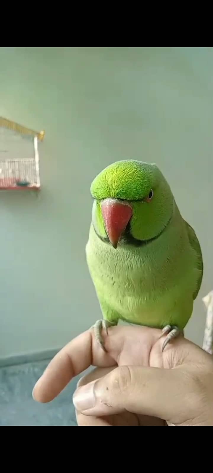 Very friendly hand tamed parrot 2