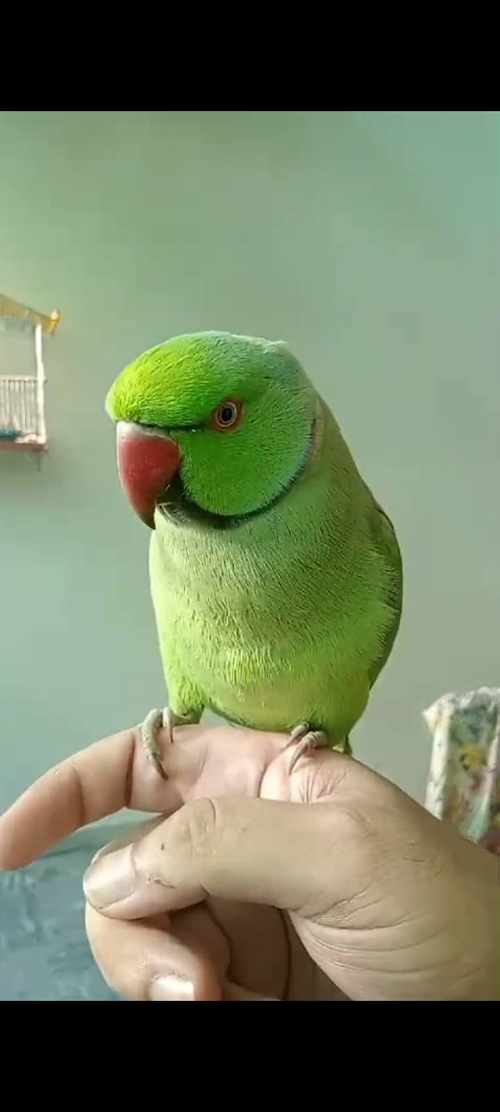 Very friendly hand tamed parrot 3