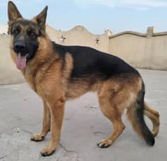 German shepherd