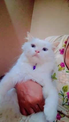 The pure persian cat for sale