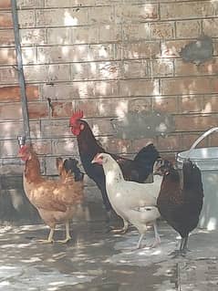 golden hens for sale 1 piece price 1600