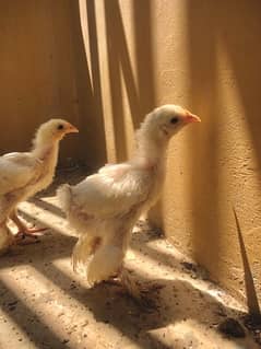 WHITE BUFF MONTH + OLD CHICKS