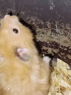 female hamster