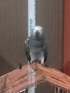 African grey parrot for sale 03203653808