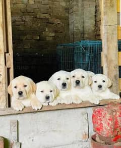 Labrador puppies 03175628537