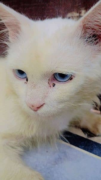 male cat ha blue eyes  trained ha