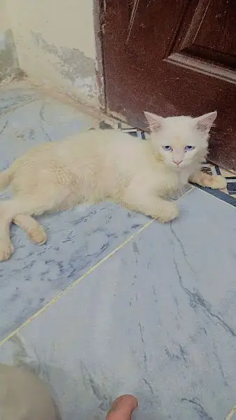 male cat ha blue eyes  trained ha — photo 2