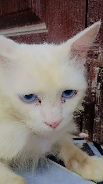 male cat ha blue eyes  trained ha — photo 3