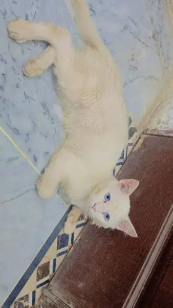 male cat ha blue eyes  trained ha — photo 4