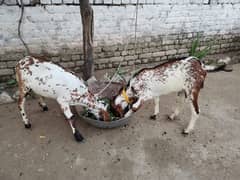 2 Tadi bakra