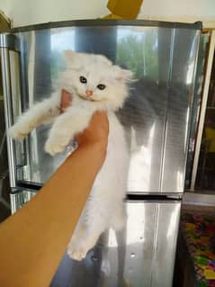 persian cat 3135443836 0