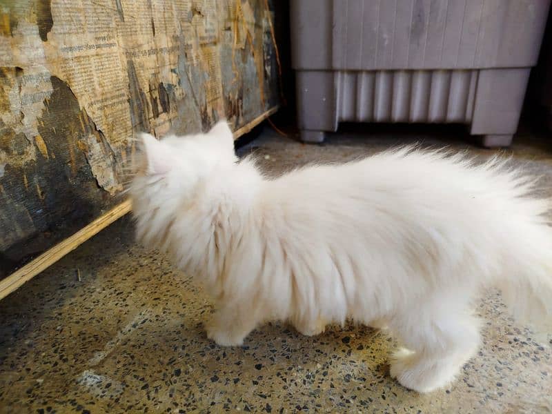 persian cat 3135443836 1