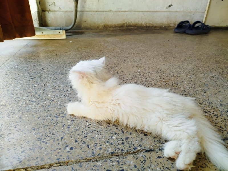 persian cat 3135443836 3