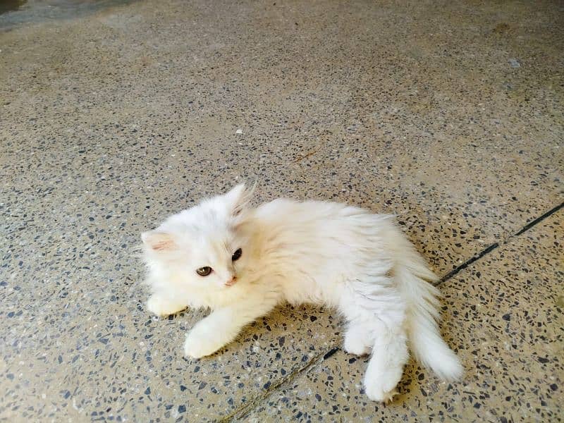 persian cat 3135443836 5