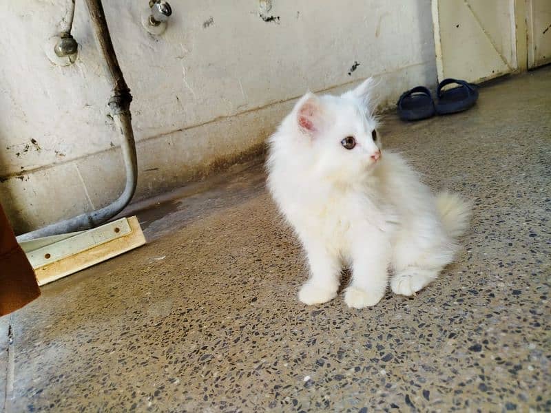 persian cat 3135443836 6