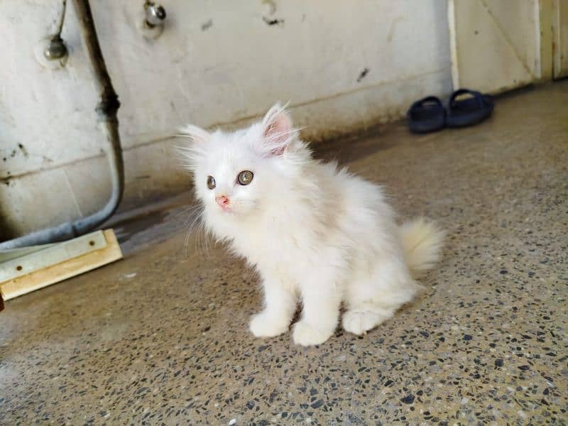 persian cat 3135443836 8