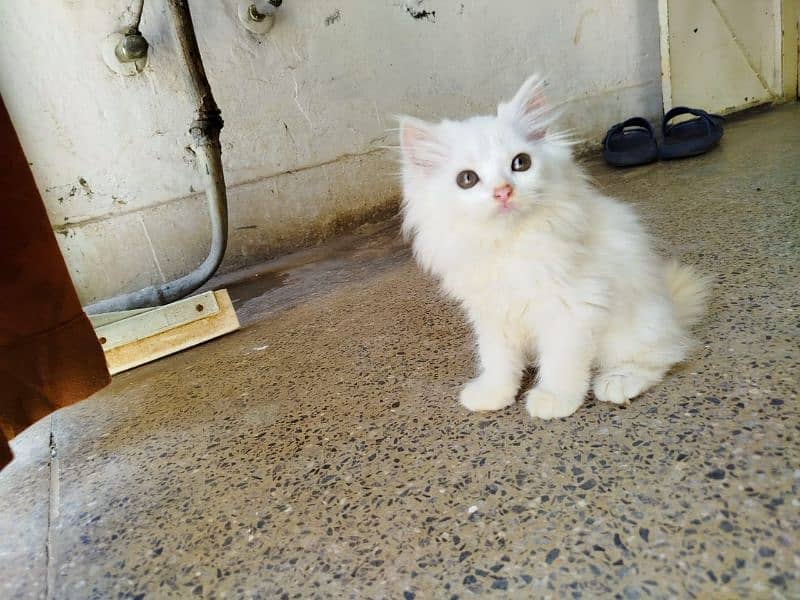 persian cat 3135443836 9