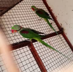 Raw Alexander Parrot Males