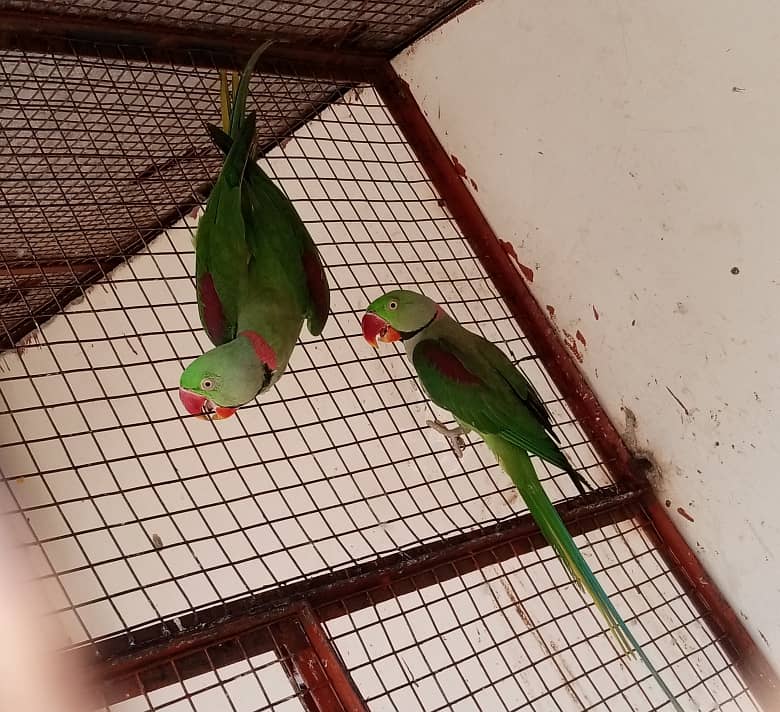 Raw Alexander Parrot Males 4