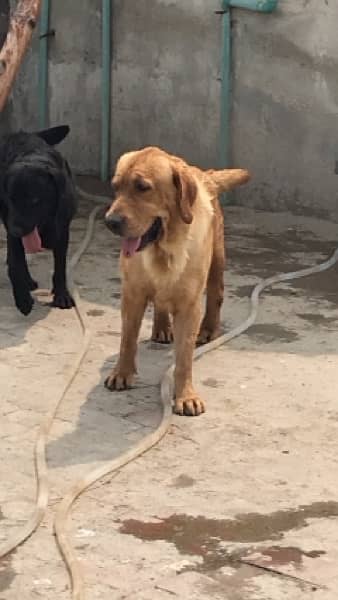 Labrador male 1