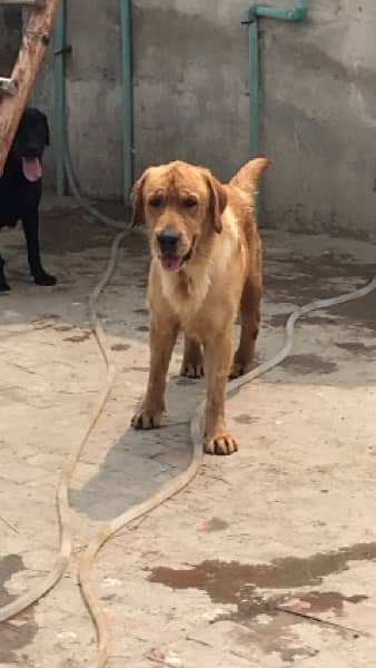 Labrador male 4