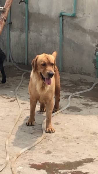 Labrador male 5