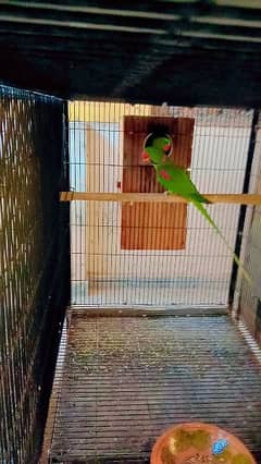 Kashmiri Raw parrot for sale hai