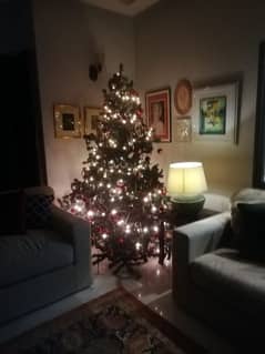 Christmas tree for sale 8 to 9 foot height