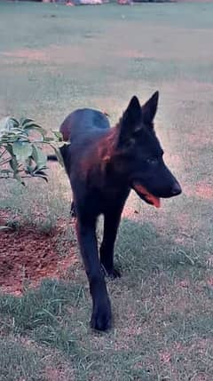 Female German Shepherd For Sale 0