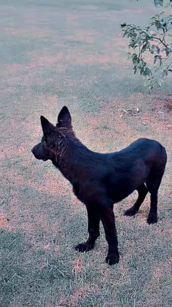 Female German Shepherd For Sale 2