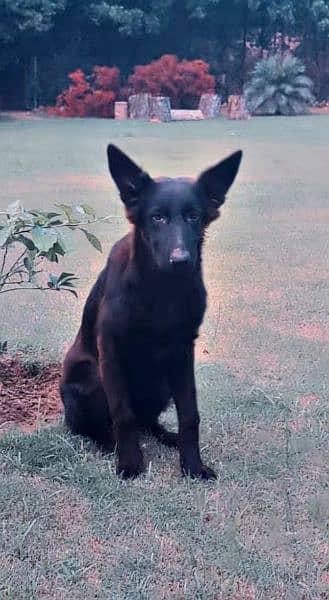 Female German Shepherd For Sale 3