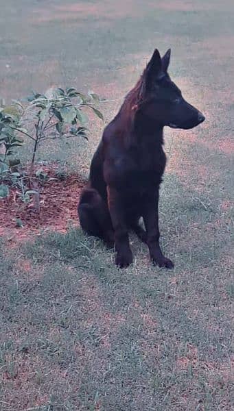 Female German Shepherd For Sale 4