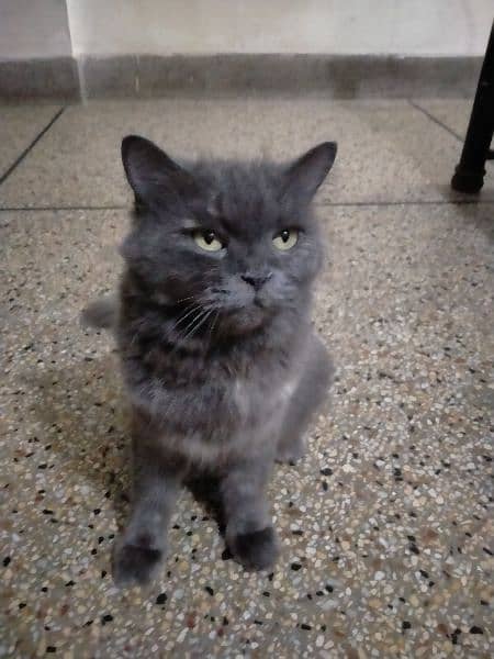 pure grey persian cat 6