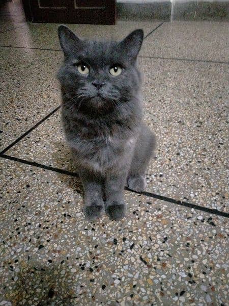 pure grey persian cat 7