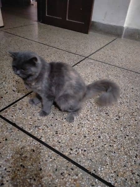 pure grey persian cat 8