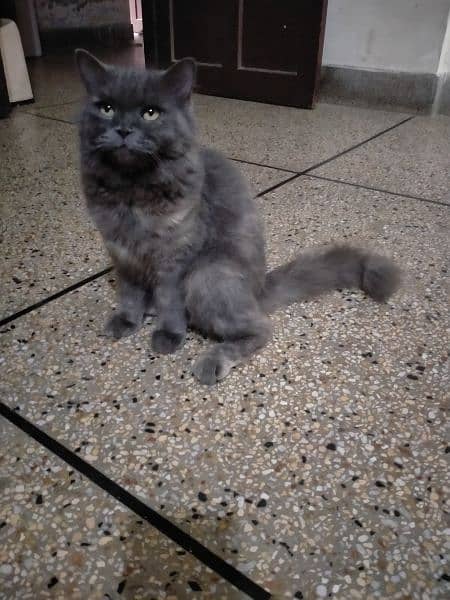 pure grey persian cat 9