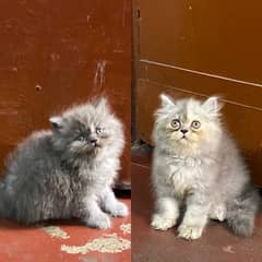 persian kitten available now 03104479848