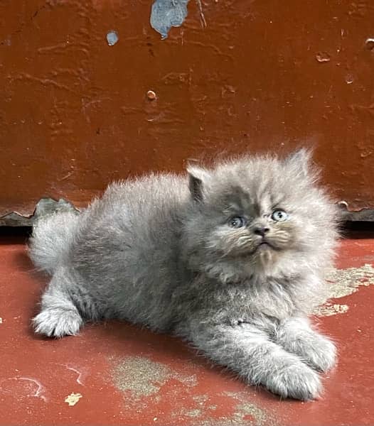 persian kitten available now 03104479848 2