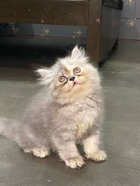 persian kitten available now 03104479848 4