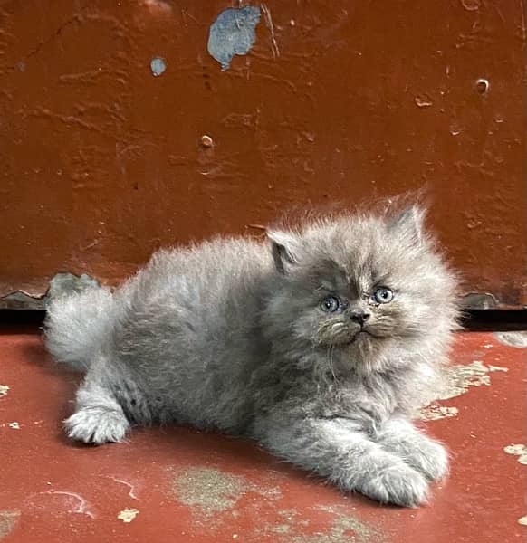 persian kitten available now 03104479848 5