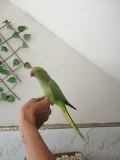 Handtame,Talking Parrot For Sale