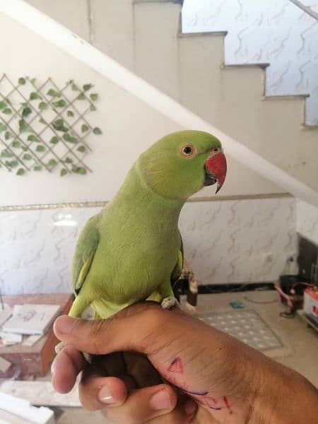 Handtame,Talking Parrot For Sale 1