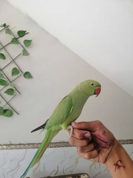 Handtame,Talking Parrot For Sale 2