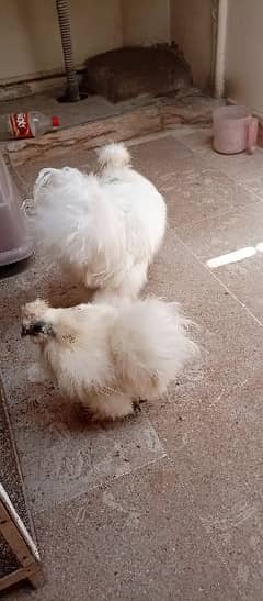 silkie