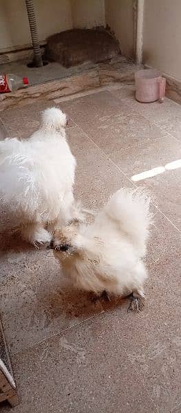 silkie pair available 1