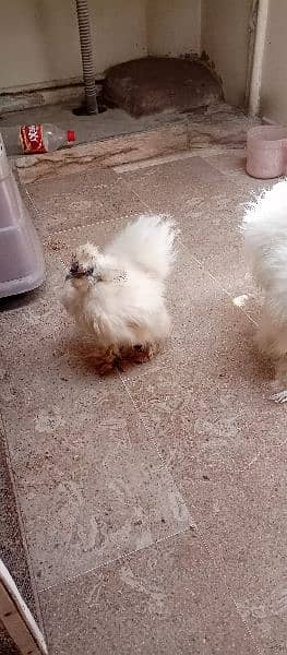 silkie pair available 2