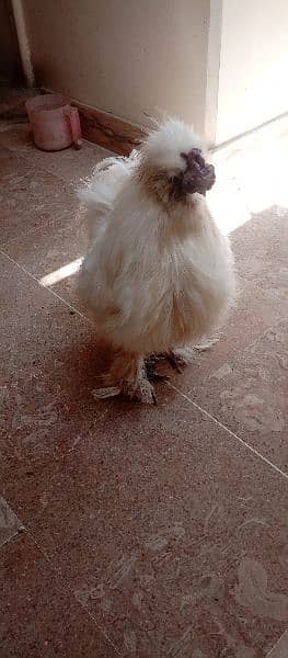 silkie pair available 3