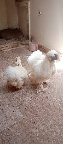 silkie pair available 4